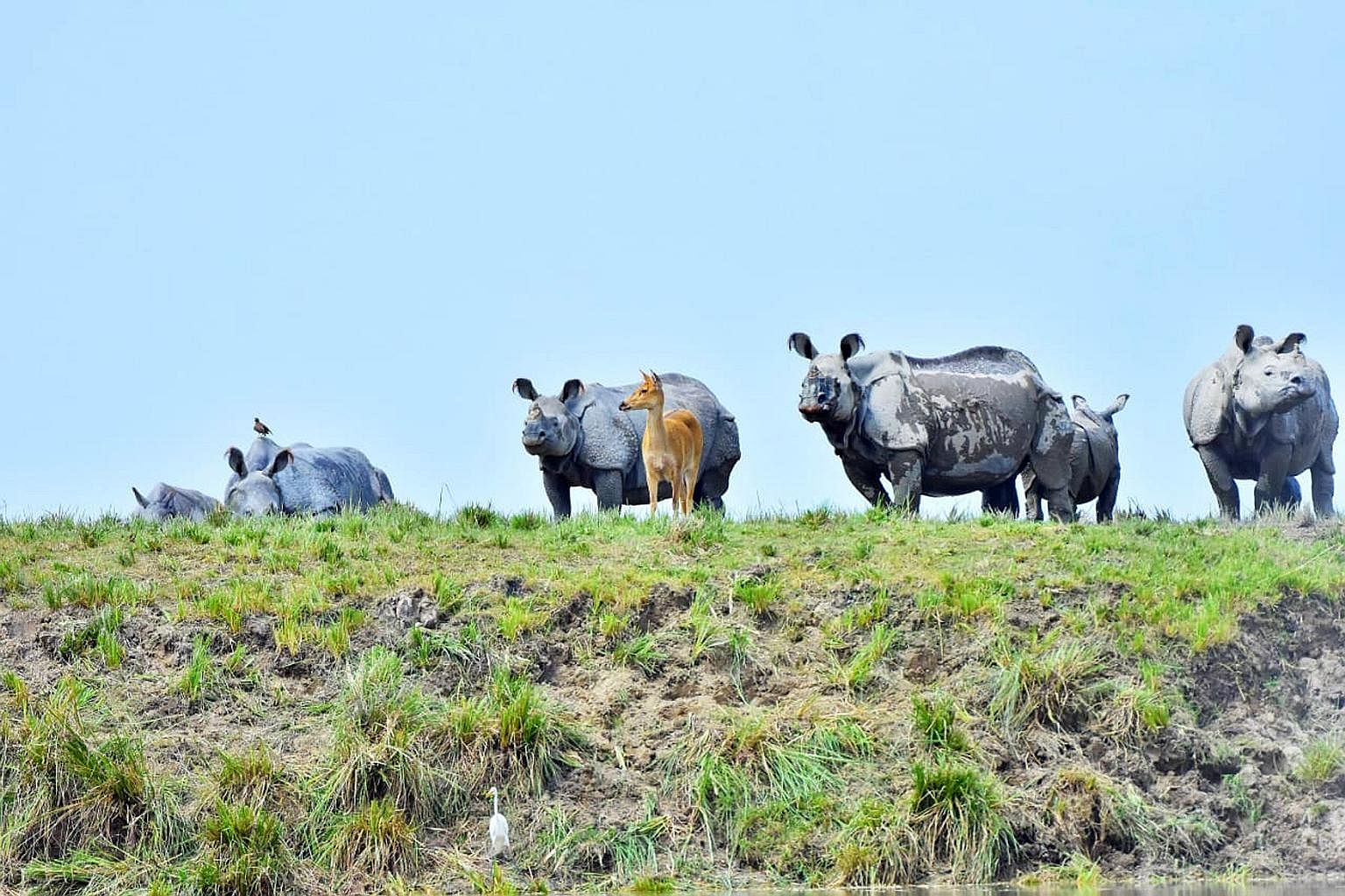 Vistit Kaziranga National Park and see the one horn rhinoceros with Authentic India Tours