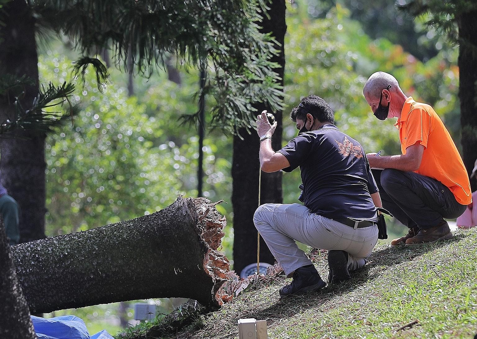 Woman Killed By Falling Tree In Marsiling Park Singapore News Tabla