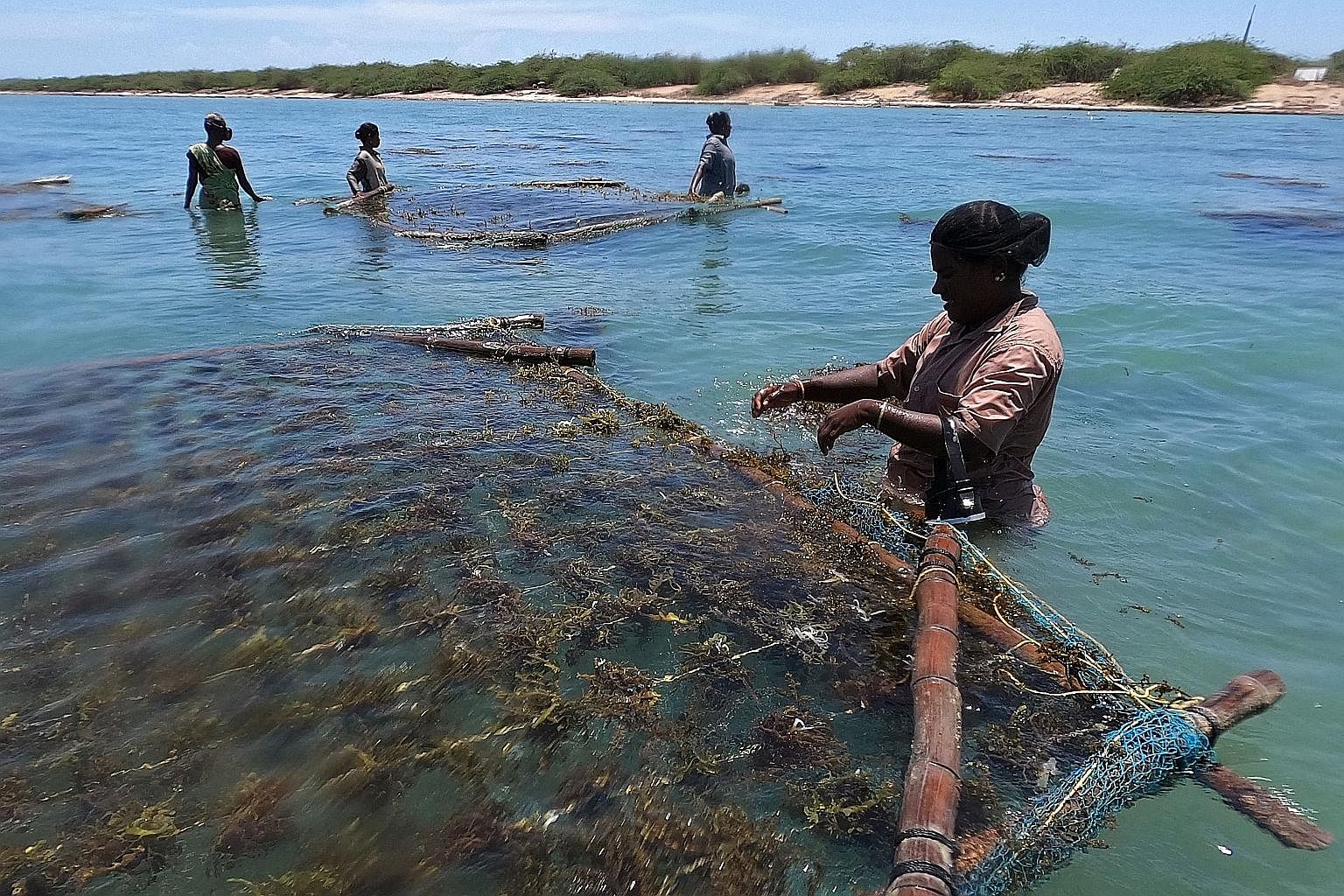 Coastal Women Thrive On Seaweed Farming India News Tabla