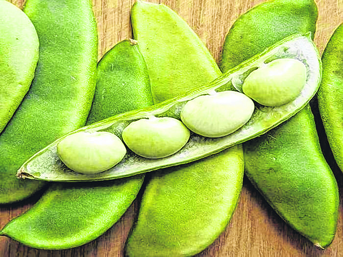 மொச்சை பயறின் மகிமை, வாழ்வும் வளமும் - தமிழ் முரசு Life and prosperity