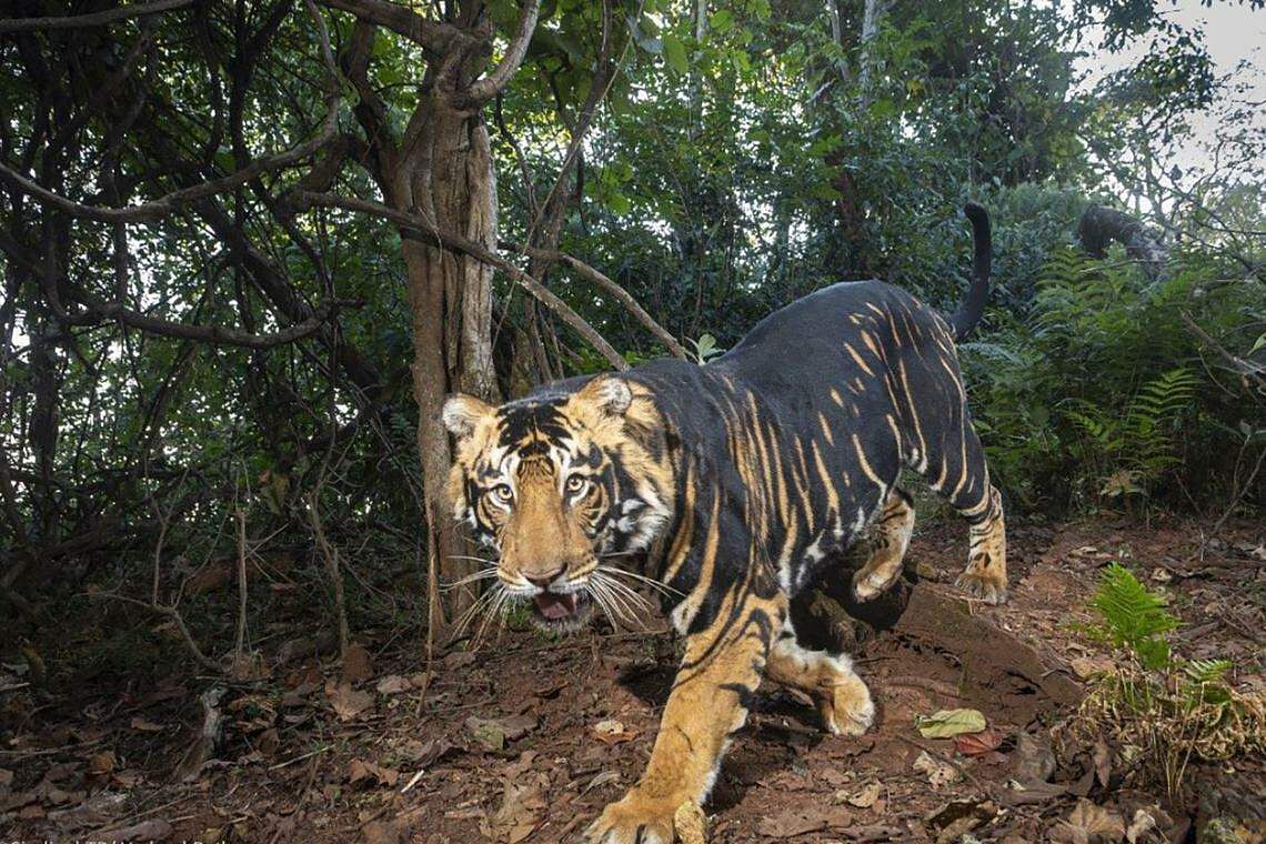 Rare Black Tigers Found In Odisha Tabla Relax News - Tabla