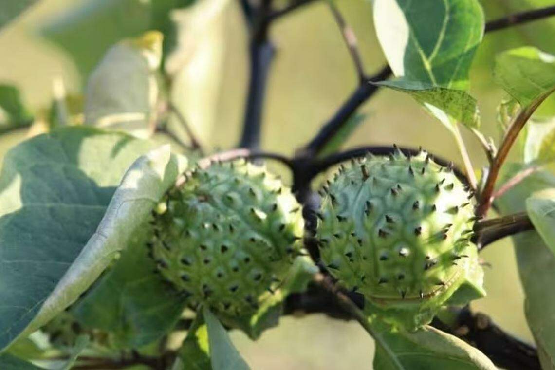 ‘ஏஞ்சல்ஸ் ட்ரம்பெட்’ பழத்தைச் சாப்பிட்ட இருவர் பலி, 50 பேர் மருத்துவமனையில்