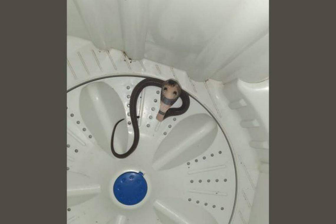 சலவை இயந்திரத்தில் கருநாகம்; நூலிழையில் உயிர்தப்பிய ஆடவர்